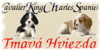 Cavalier King Charles Spaniel - Tmav Hviezda